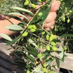 Huile d'olive de Sitia : le nectar de la Crète